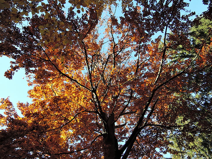 bosque, árboles, copas de los árboles, cielo, luz, otoño, colores