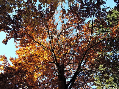 meža, koki, koku galotnēm, debesis, gaisma, rudens, krāsas