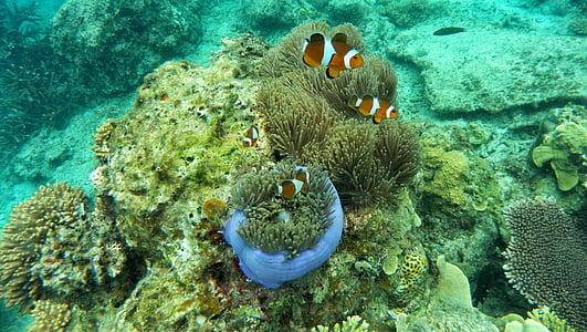 Bohóc hal, Coral, szellőrózsa, tenger, merítés, korallok, Maldív-szigetek