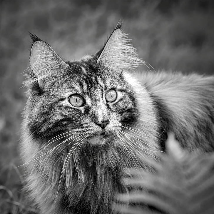 coon Maine, chat noir et blanc, chat, chat poil long, portrait de chat, chat à poil long