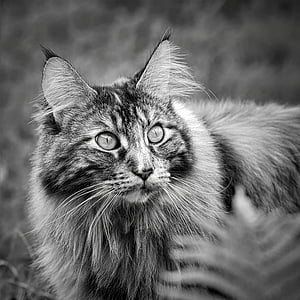 Maine coon, melns un balts kaķis, kaķis, longhair kaķis, kaķis portrets, ilgi haired kaķis