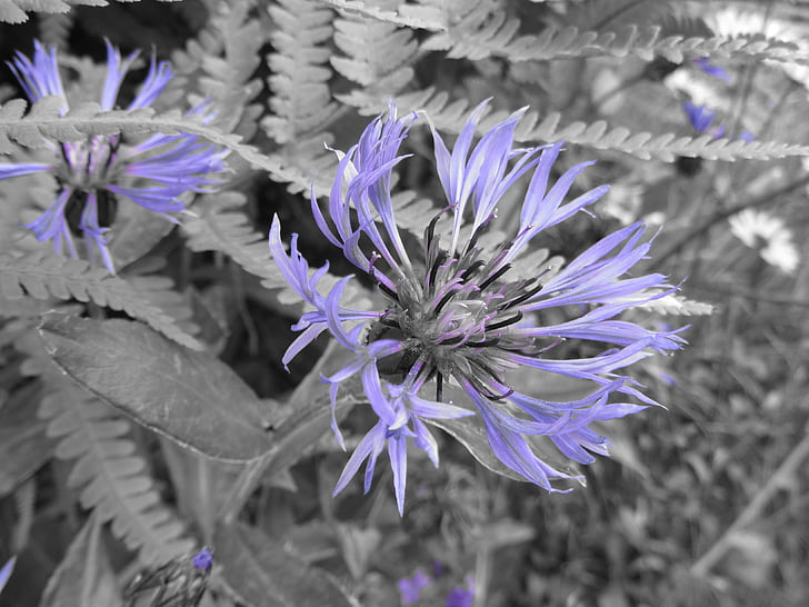 Centaurea, flor, Blueberry