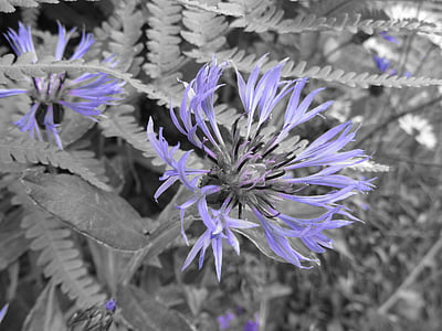 knapweed, 꽃, 블루베리