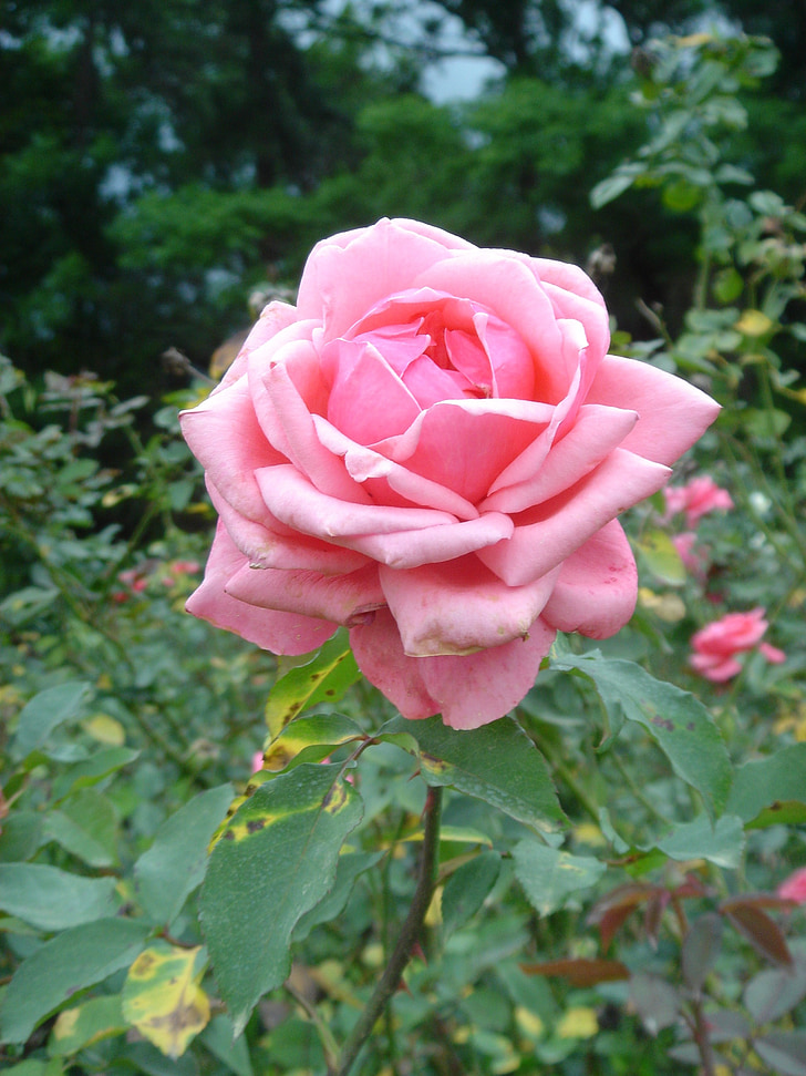 Rosa, virág, növény