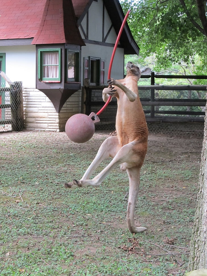 kangaroo, playing, jumping, ball, swing, wildlife, enclosure