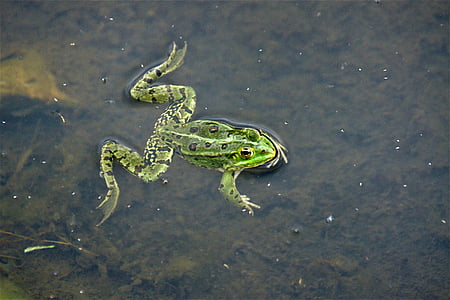 жаба, езерото, крастава жаба, водните животни, Градинско езеро, животни в дивата природа, едно животно