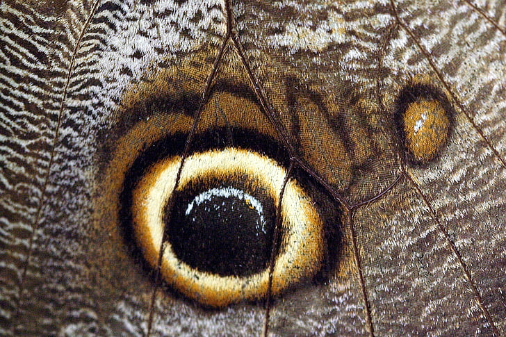 sommerfugl, lukke, makro, øje, insekt, komplekse, close-up