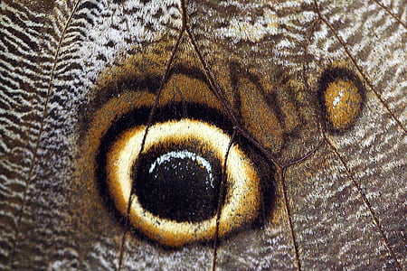 pillangó, közelről, makró, szem, rovar, komplex, közeli kép: