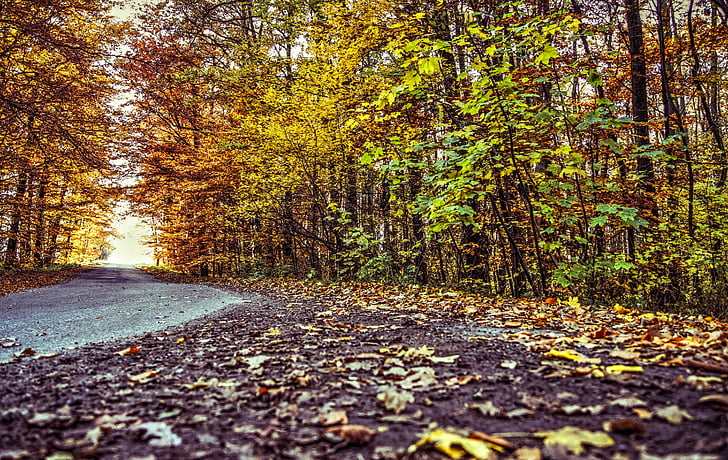 forest, way, foliage, autumn, nature, alley, spacer