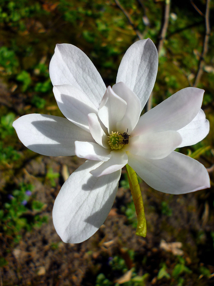 Jardin des plantes, Magnòlia, blanc, primavera, març, flor, llum del sol