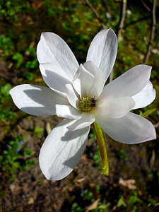 Jardin des plantes, Magnolia, Blanco, primavera, marzo, flor, luz del sol