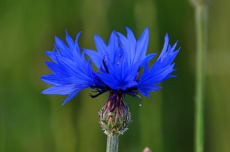 bunga, makro, biru
