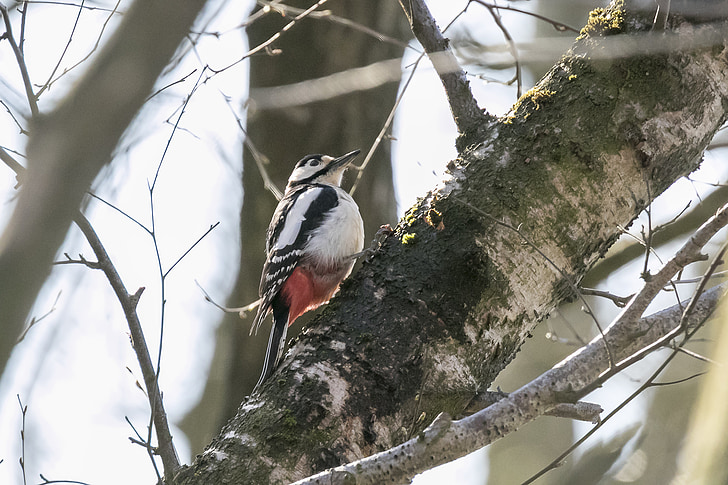 bird, woodpecker, natural, major