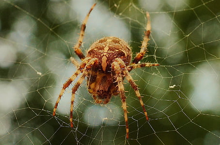 marrón, granero, araña, Web, tela de araña, un animal, temas de animales