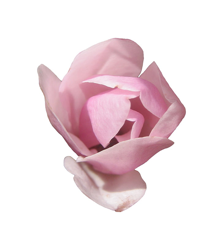 Magnolia, tarjous, vaaleanpunainen, kevään, Blossom, Bloom, kukka