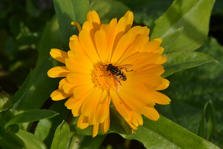 hover fly, houseplant omsorg, solskinn, hage