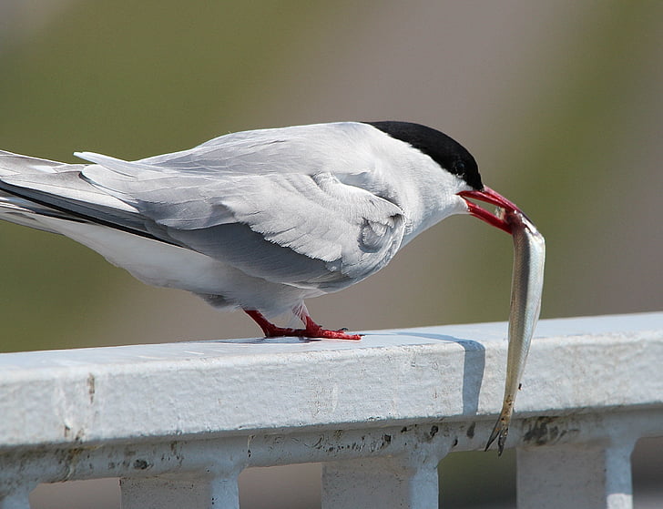 white, black, short, beak, bird, eating, gray