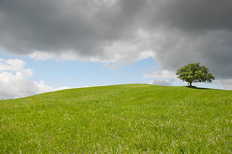 hill, lonely, tree, green, meadow, outdoor, horizon