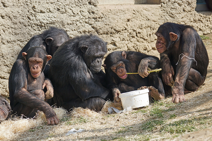 chimps, primates, apes, relax, cozy, creature, relaxed