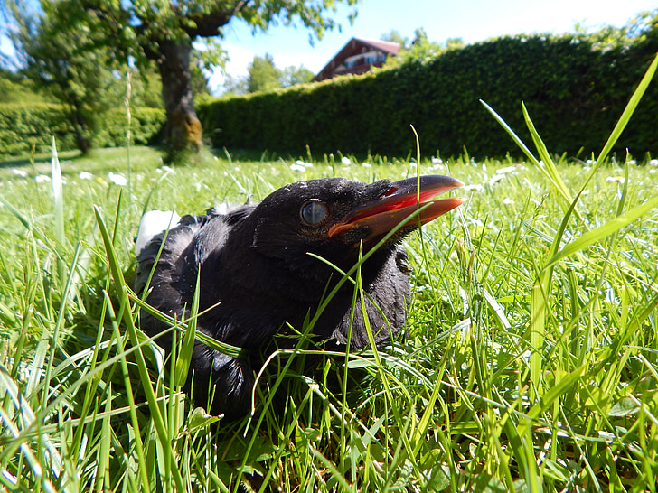 Crow, Crow baby, kyllinger, ENG, natur, forår, lille