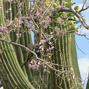 woestijn, bloemen, Cactus, natuur, boom, plant, tak