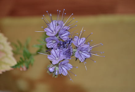 χλωρίδα, λουλούδι, λουλούδια, εσωτερική, ανοιχτό μπλε, άνοιξη, φύση