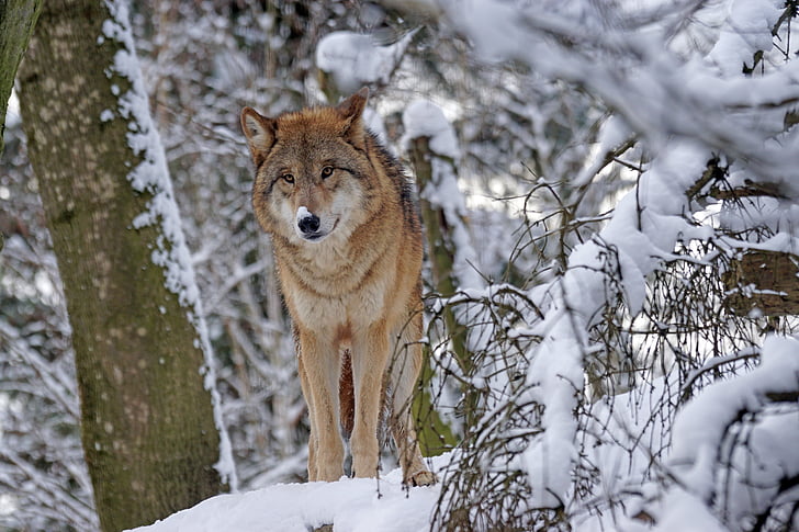 wolf, mongolian, mongolian wolf, predator, snow, wildlife photography, dangerous