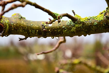raindrop, branch, droplets, nature, outdoors, no people, focus on foreground