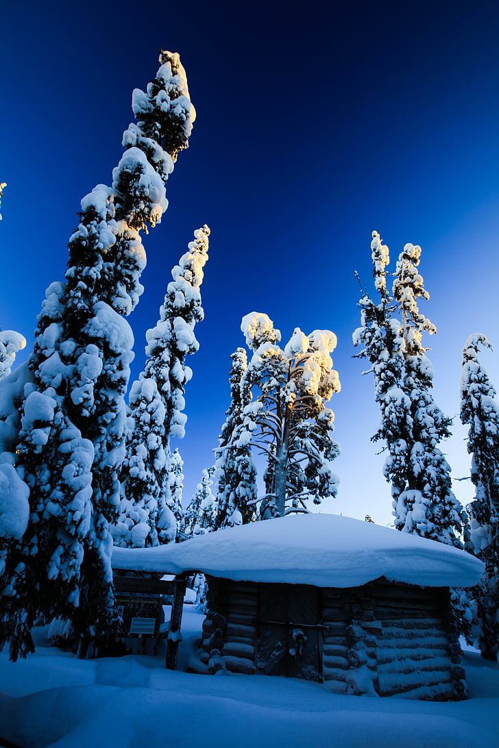 finland, snowy, wooden house, fir, light, snow, winter