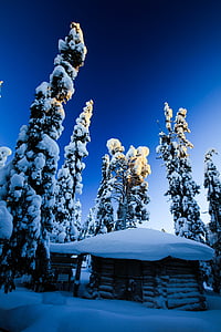 finland, snowy, wooden house, fir, light, snow, winter