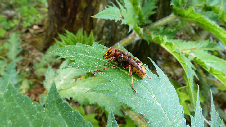 hornet, vespa crabro, vespidae stubs, forest