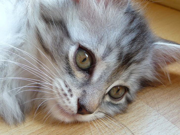yavru kedi, Maine coon, gri, Gümüş, kedi