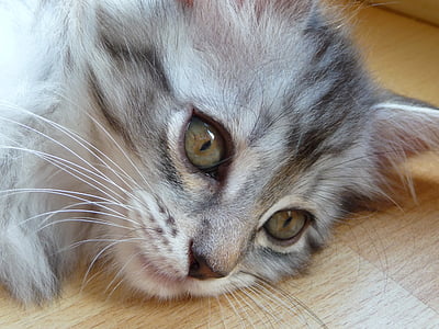 mèo con, Maine coon, màu xám, bạc, con mèo