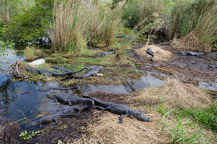 alligátorok, Gators, Gator, Florida, mocsár, nyári, víz
