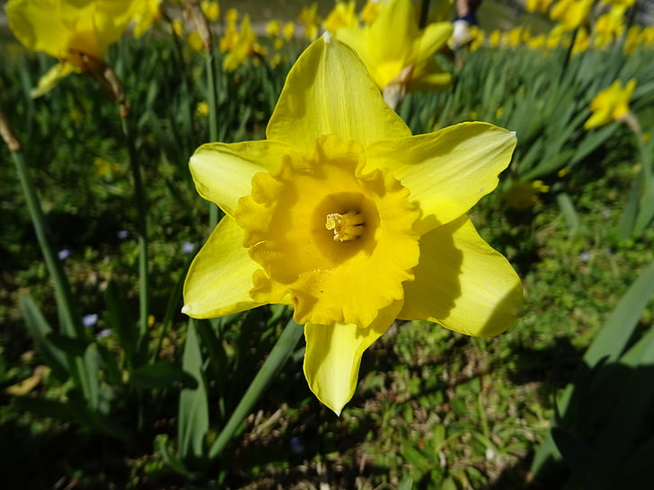 Påskelilje, natur, blomst, Narcissus
