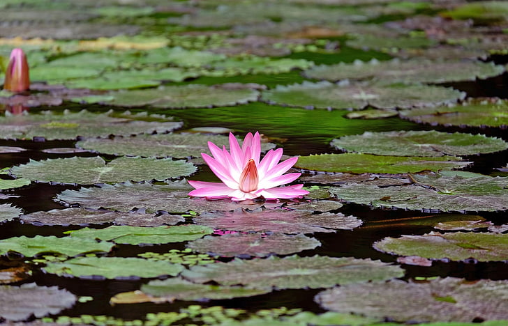 blomst, Blossom, blomst, rosa, dammen, natur, vannlilje