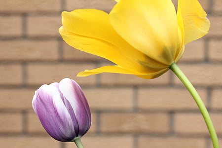 tulipanes, flores, púrpura, amarillo, soleado, planta, primavera