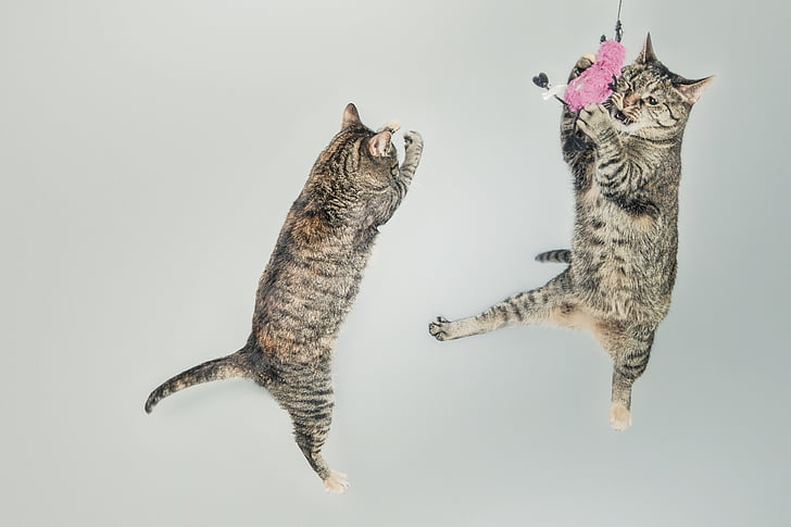 two, brown, tabby, cats, pets, animals, mid-air