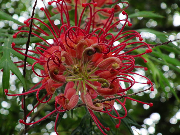grevillea, Native, Western-australske, plante, busk, wildflower, rød