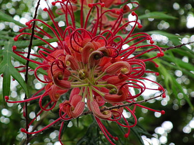 grevillea, gimtoji, Vakarų Australijos, augalų, krūmas, Wildflower, raudona