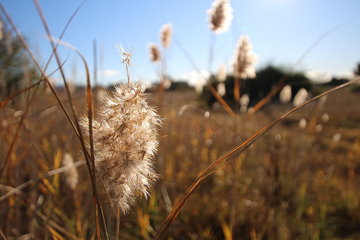 fields, dry grass, blue sky, dry, reed, landscape, autumn