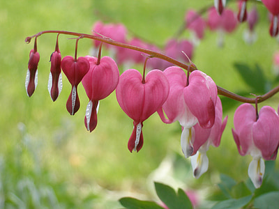 Дицентра spectabilis, Цветочные сердца, цветок