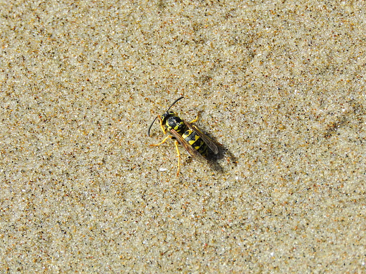 Wasp, stranden, sandkorn, Sand