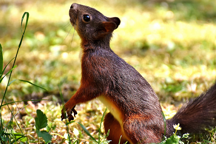 écureuil, mignon, animal, nanga, nature, jardin, recherche de nourriture