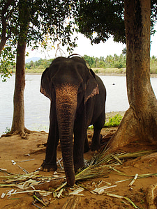 слон, тварини, Слоненя
