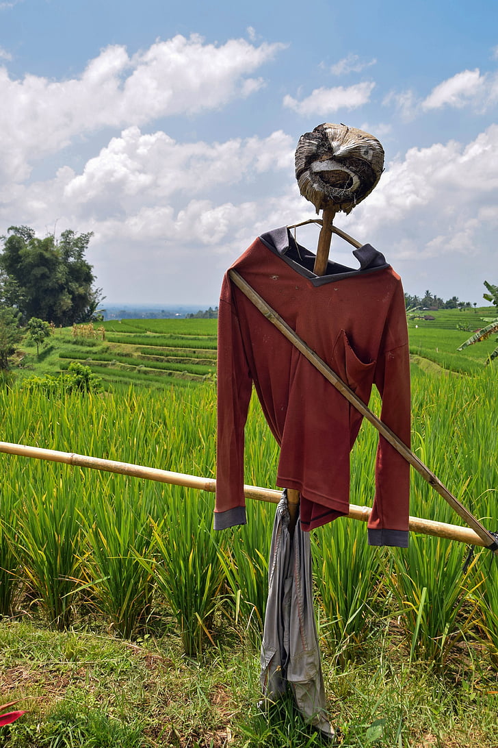 Bali, Indonézia, Cestovanie, ryžové polia, strašiak