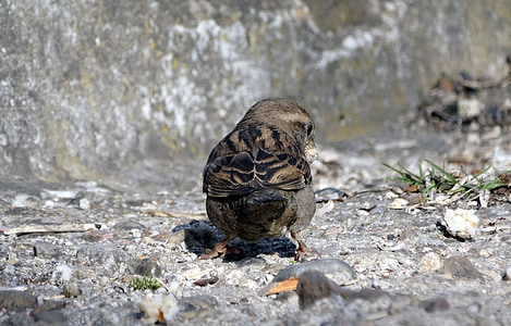 bird, the sparrow, nature, fauna
