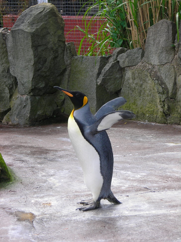 pingvin, živalski vrt, narave, prosto živeče živali, divje, ptica, živali