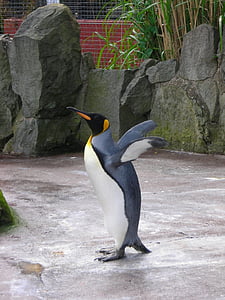 penguin, kebun binatang, alam, satwa liar, liar, burung, hewan