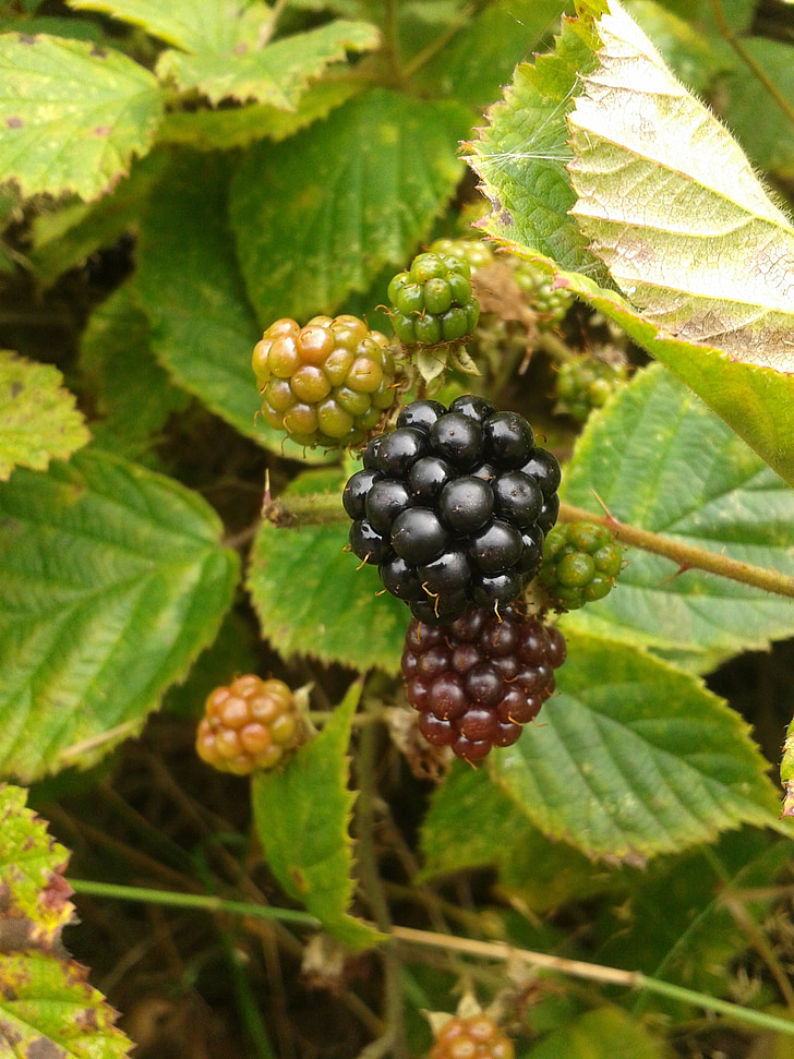 blackberry, berries, fruit, bush, blackberries, unripe berries